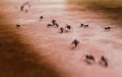 Hormigas en casa, cómo eliminarlas por completo