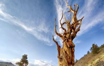 Matusalén, el pino más longevo